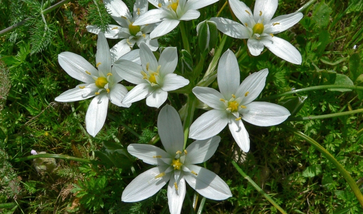 Ornithogalum umbellatum L.