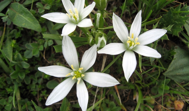 Ornithogalum umbellatum L.