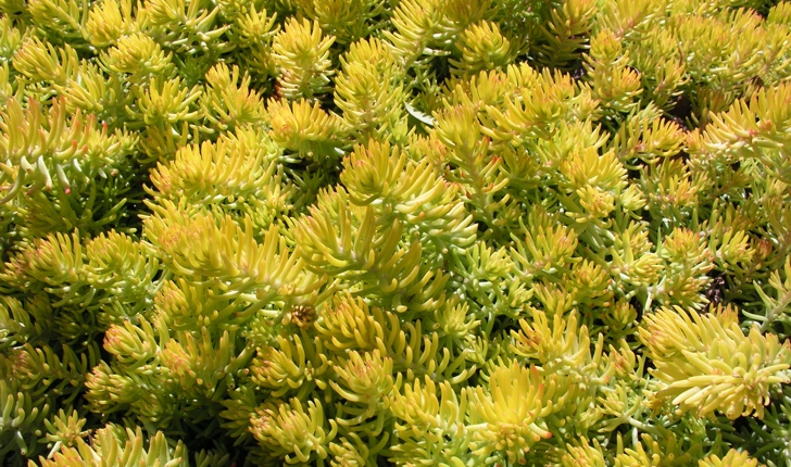 Sedum rupestre