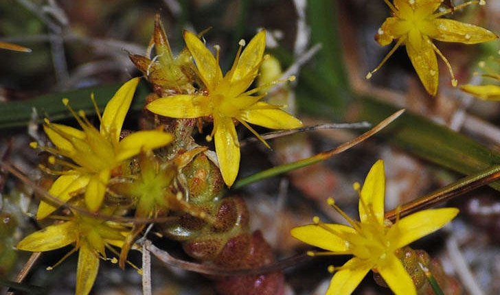 Sedum anglicum (Huds., 1778)