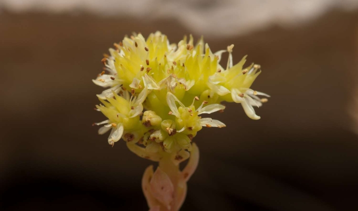 Sedum sediforme (Jacquin, 1770)