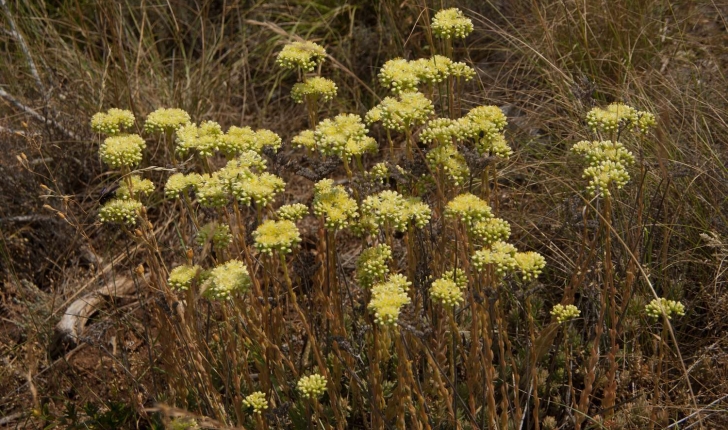 Sedum sediforme (Jacquin, 1770)