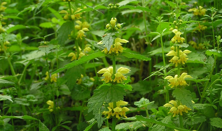 Lamium galeobdolon