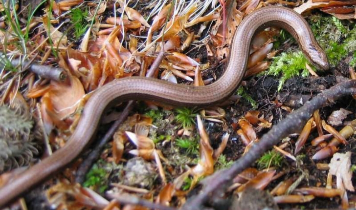 Anguis fragilis (Linnaeus, 1758)