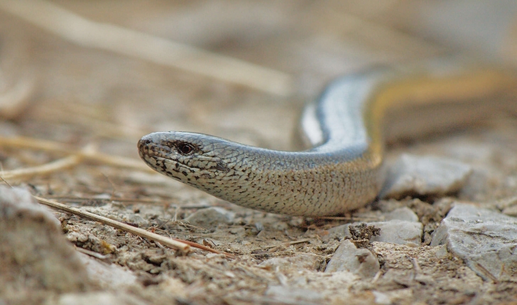 Anguis fragilis (Linnaeus, 1758)