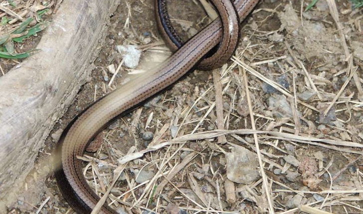 Anguis fragilis (Linnaeus, 1758)