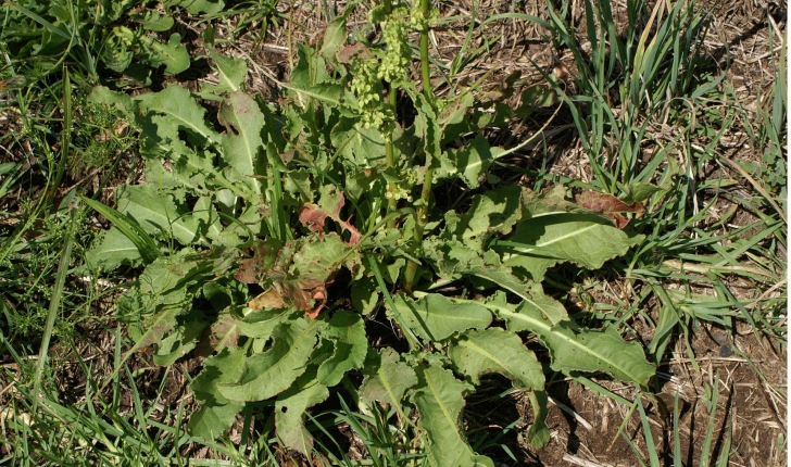 Rumex sp.
