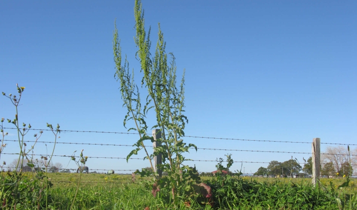 Rumex sp.