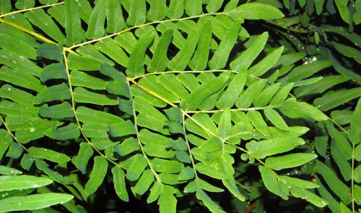 Osmunda regalis (L. ,1753)