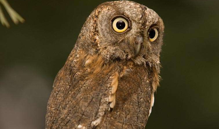 Otus scops (Linnaeus, 1758)