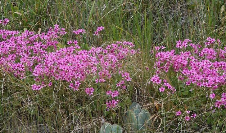 Oxalis articulata (Savigny, 1798)