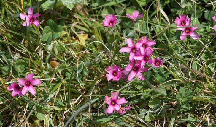 Oxalis articulata (Savigny, 1798)