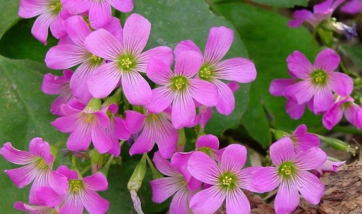 Oxalis articulata (Savigny, 1798)