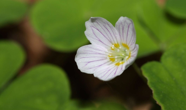 Oxalis acetosella L.