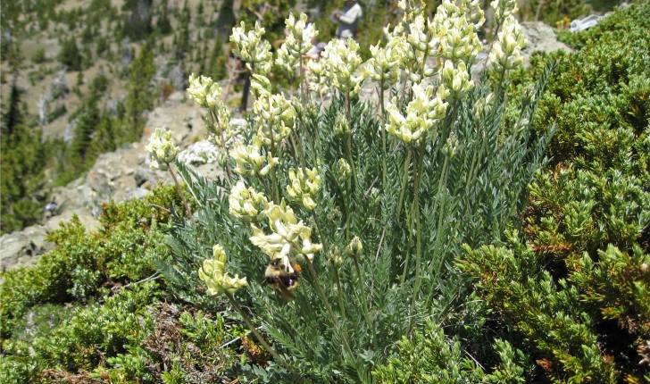 Oxytropis des Alpes (Crédits: brewbooks - Flickr)