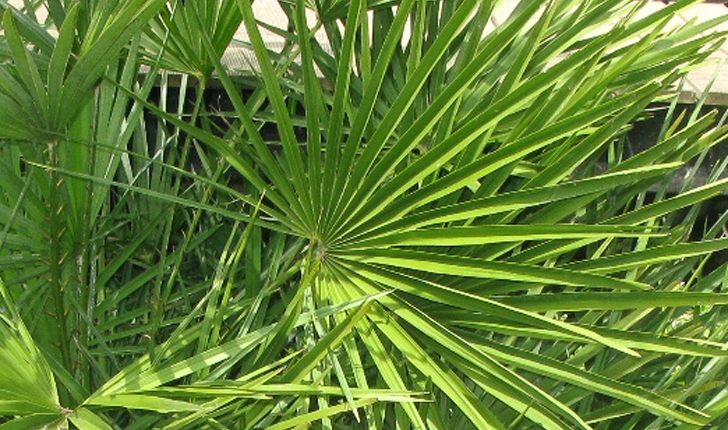 Chamaerops humilis L.