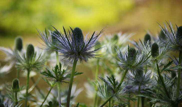 Eryngium sp (L., 1753)
