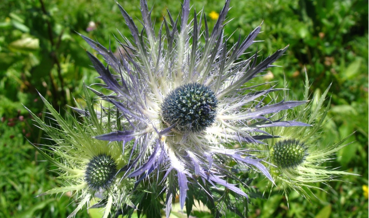 Eryngium sp (L., 1753)