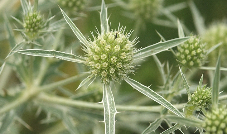 Eryngium campestre L.