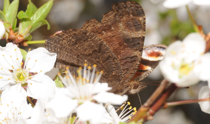 Aglais io (Linnaeus, 1758)