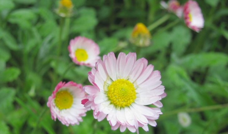 Bellis perennis