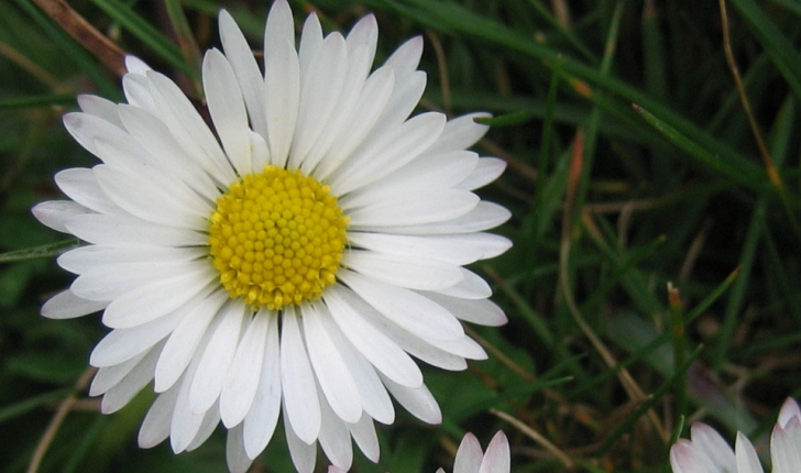 Bellis perennis