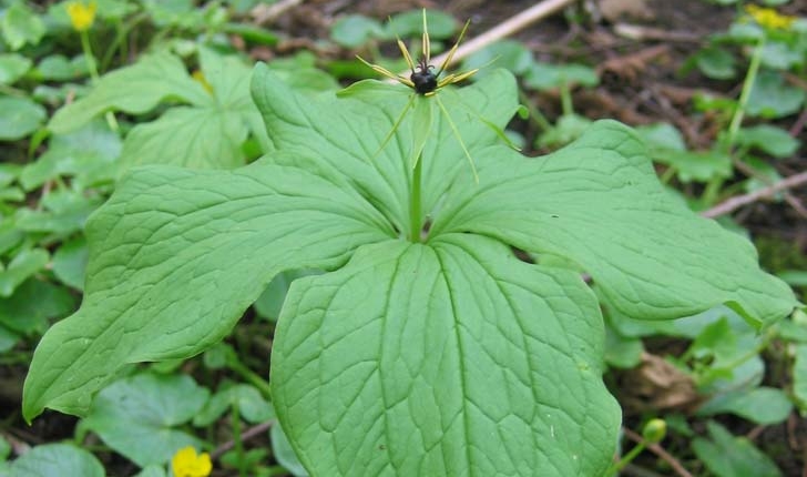  Paris quadrifolia