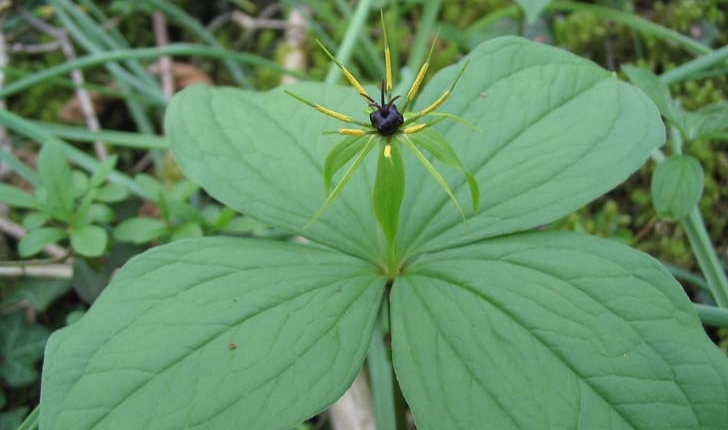  Paris quadrifolia