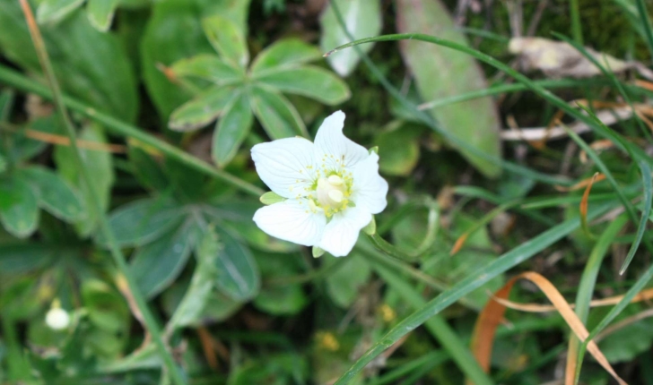 Parnassia palustris (L., 1753)