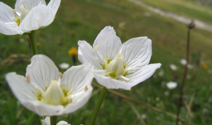 Parnassia palustris (L., 1753)
