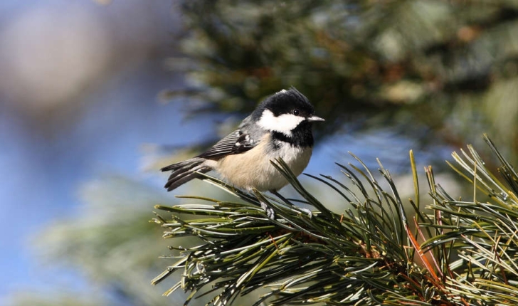 Parus ater (Linnaeus, 1758)
