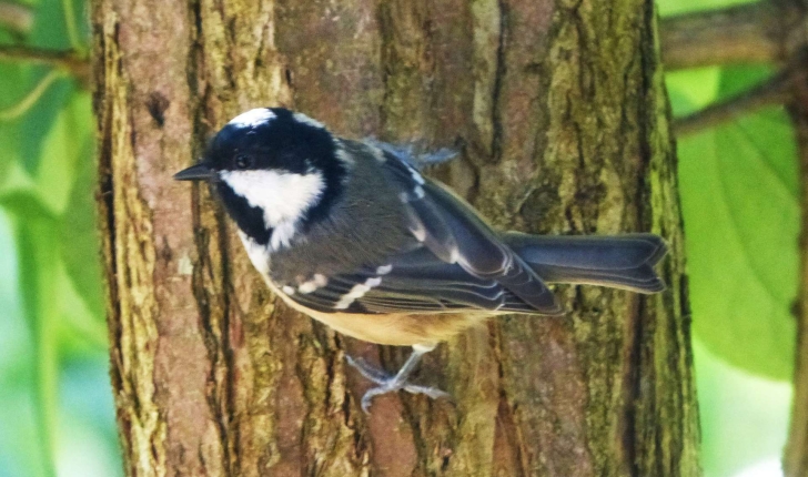 Parus ater (Linnaeus, 1758)