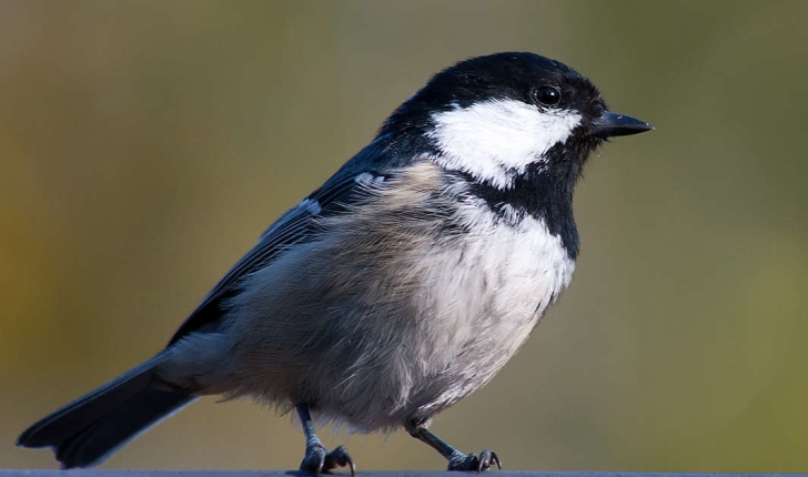 Parus ater (Linnaeus, 1758)
