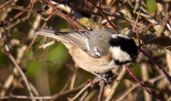 Parus ater (Linnaeus, 1758)