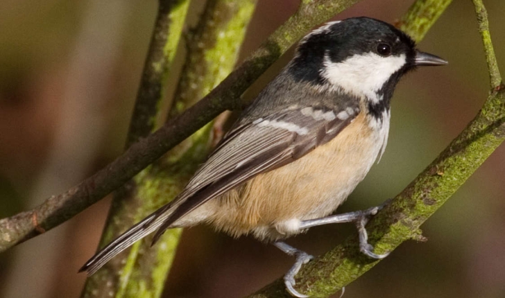 Parus ater (Linnaeus, 1758)