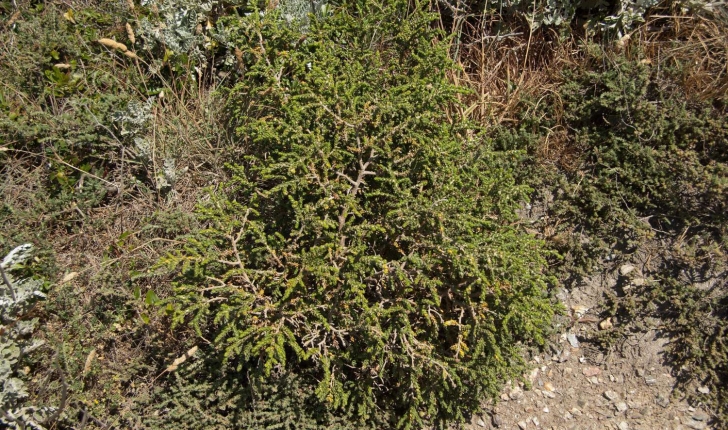 Thymelaea hirsuta (Endlicher, 1847)