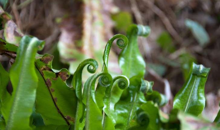 Asplenium scolopendrium (L., 1753)