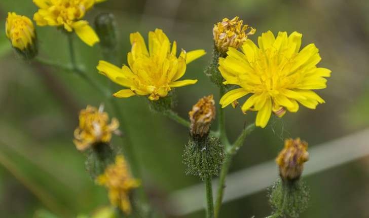 Sonchus oleraceus (L., 1753)