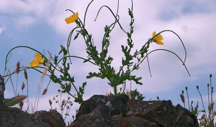 Glaucium flavum (Crantz, 1763)