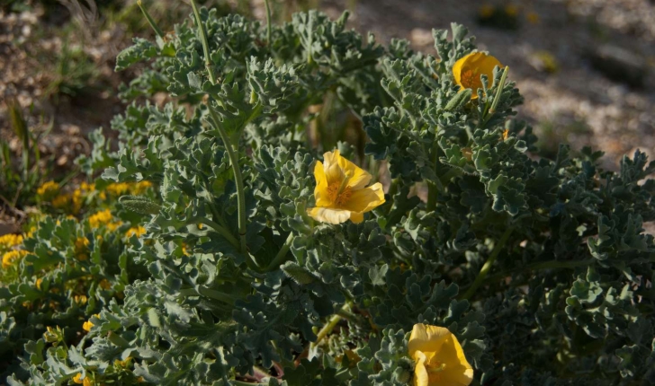 Glaucium flavum (Crantz, 1763)