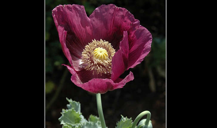 Papaver somniferum L., 1753