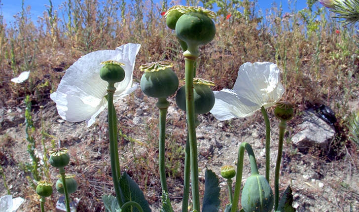 Papaver somniferum L., 1753