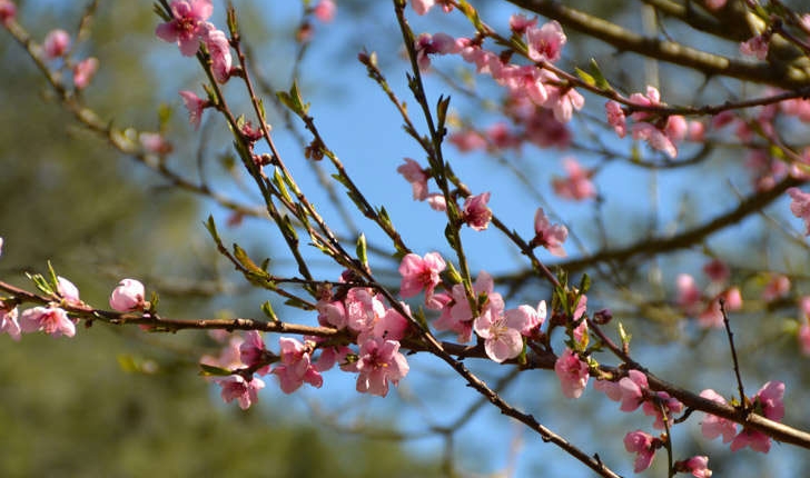 Prunus persica ((L.) Batsch, 1801)