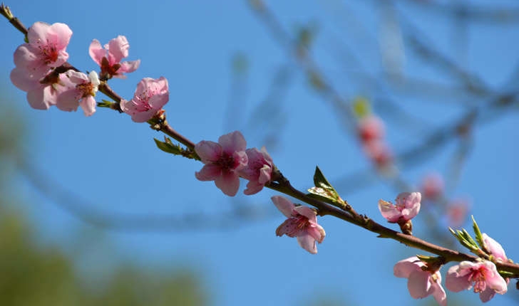 Prunus persica ((L.) Batsch, 1801)