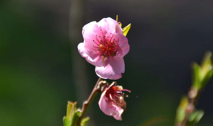 Prunus persica ((L.) Batsch, 1801)