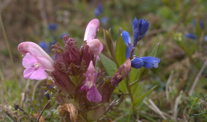 Pedicularis sylvatica (L., 1753)