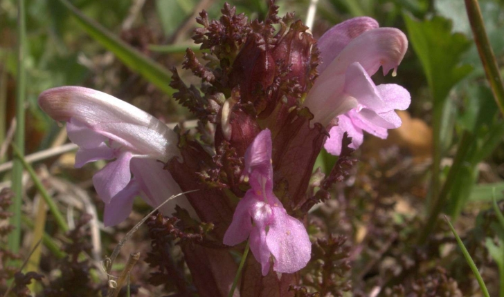 Pedicularis sylvatica (L., 1753)