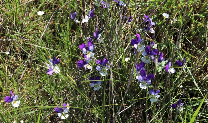 Viola tricolor
