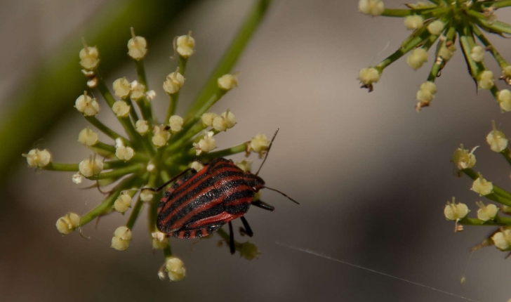 Graphosoma italicum (Müller, 1766)