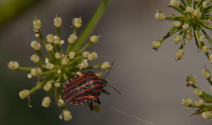 Graphosoma italicum (Müller, 1766)